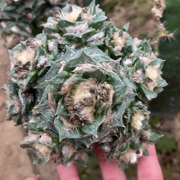 三角接龟甲怒涛群体