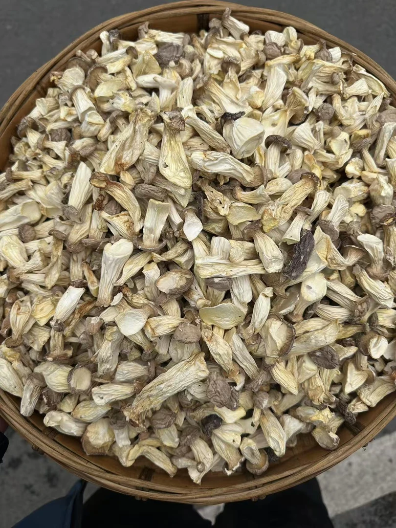 （新亮新农人）湖南湘西乡村自产长寿菇