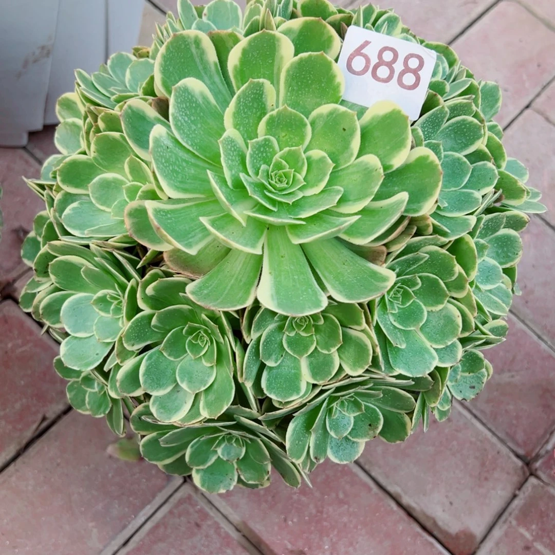 688粉花妖夜宴法师多肉