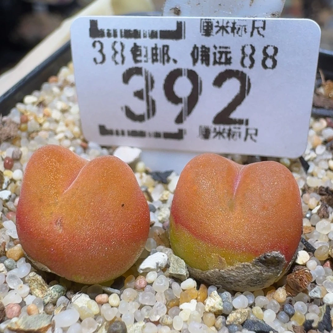 zzzzz生石花肉锥392