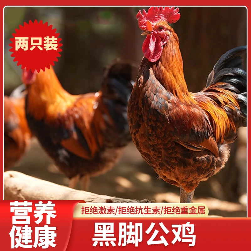 【黑脚散养大公鸡】2只装公鸡 新鲜宰杀 产地直发 顺丰包邮