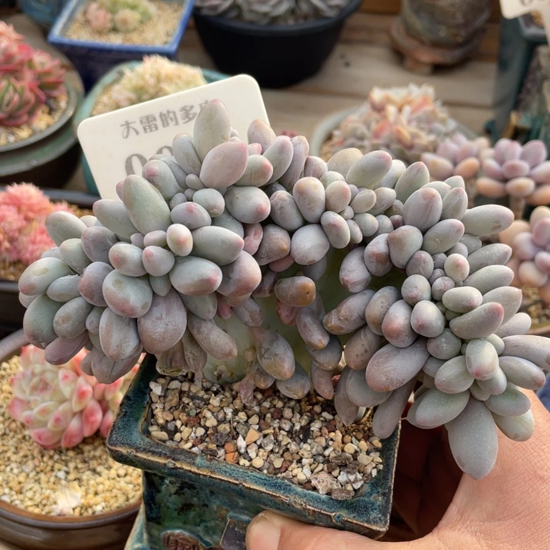 0021汤圆缀不带盆14厘米