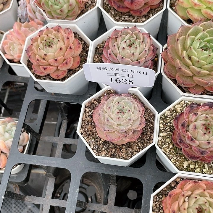 薇薇安园艺多肉1625