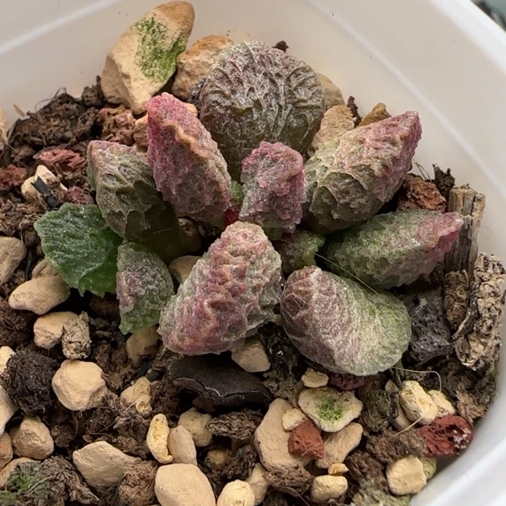 精品大鱼海棠水泡多肉