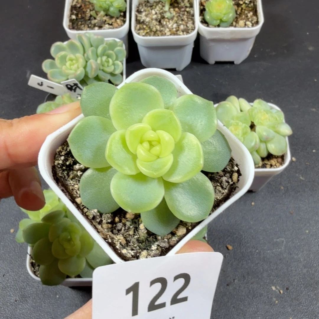 谪仙单头一物一拍122