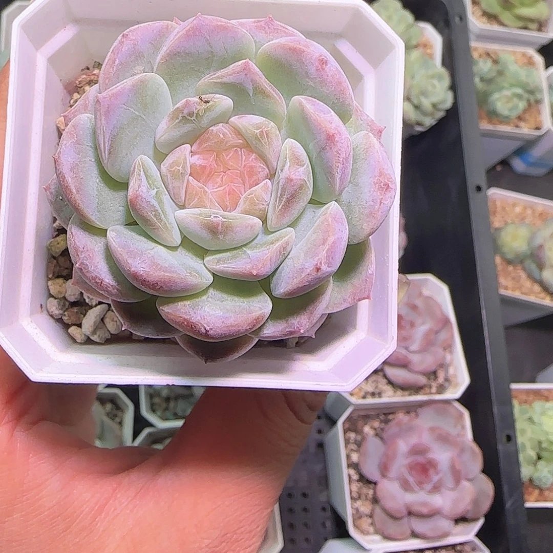 冰灵多肉下播福利