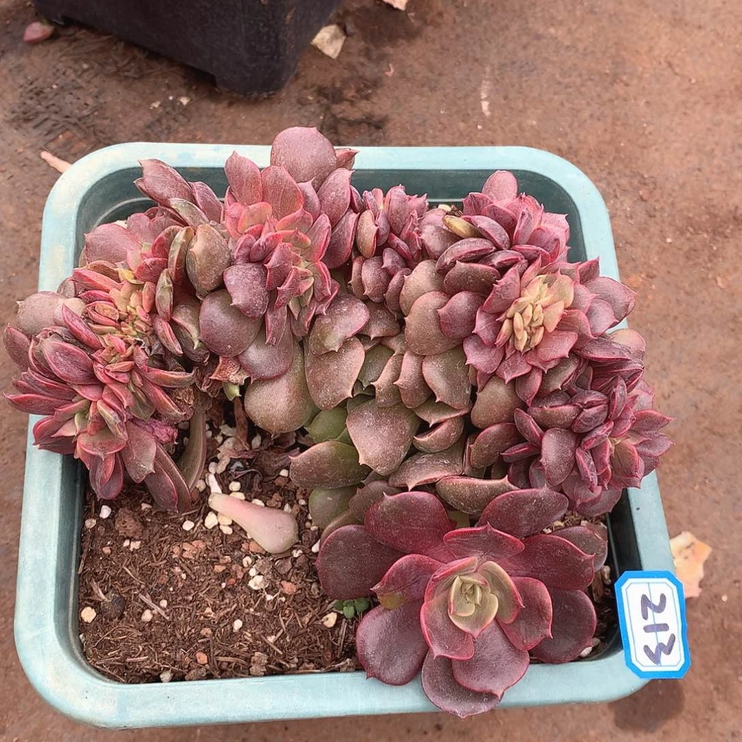 213大红袍一物一拍多肉