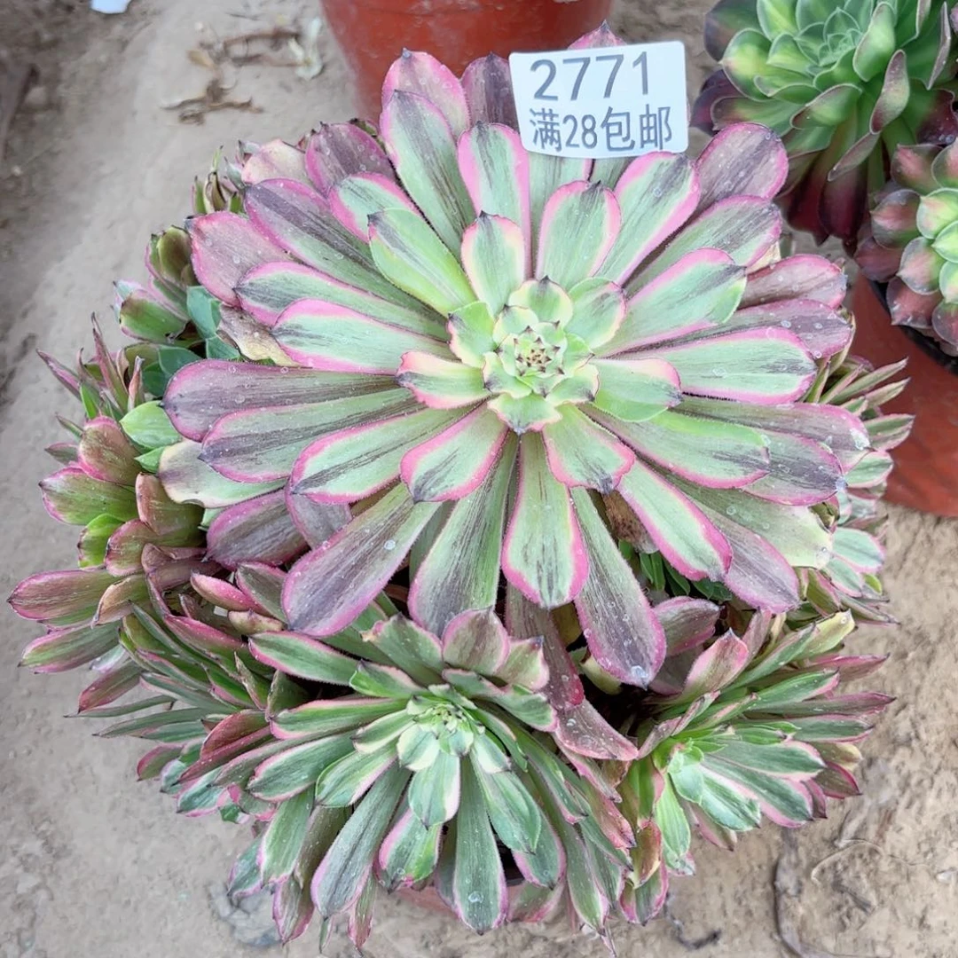 2771花脸粉带多肉1111111