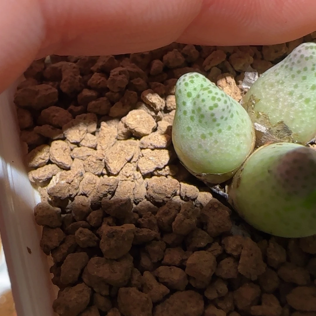 用***我肉锥多肉植物组合-721