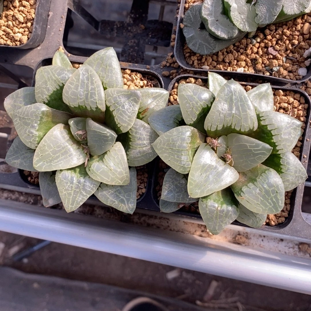 路***蜓2630 两颗一起 福利