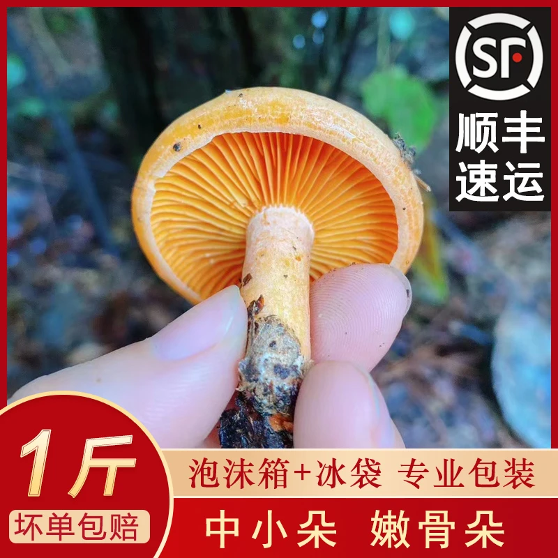 2025湘西野生新鲜枞菌黄枞菌枞树菇鲜枞树菌三九菇菌子松乳菇