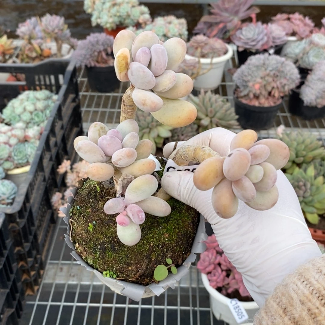 18503橙雪球一物一拍