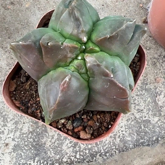 ?***晓实生鸾46667777