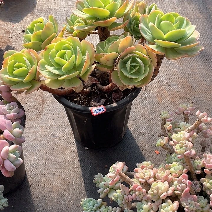 501碧桃 一物一拍多肉