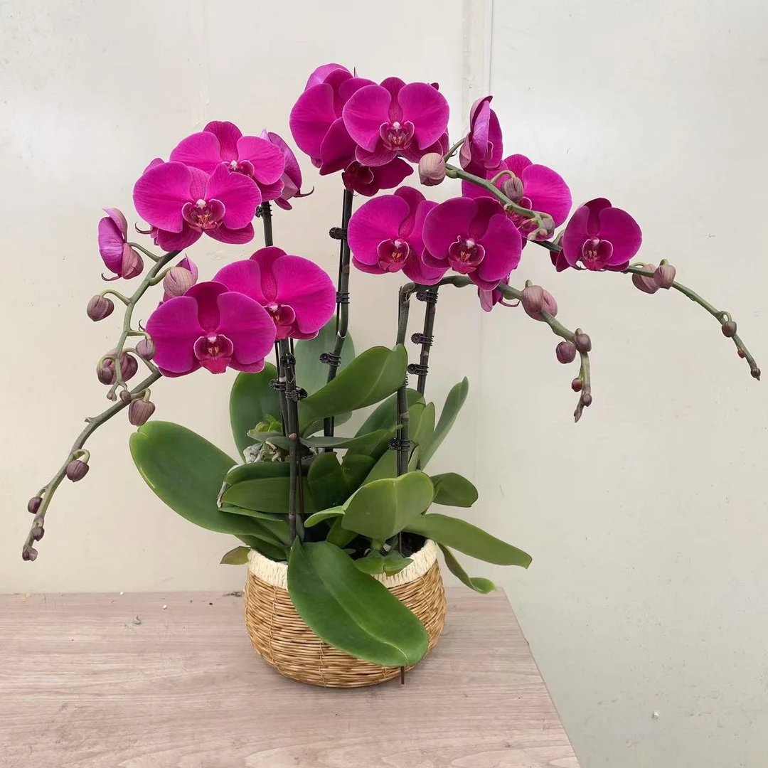 《大辣椒》精品蝴蝶兰 玫红色系 大气花花