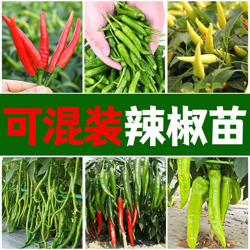【山东寿光】直播专享混发辣椒苗薄皮朝天美人线椒牛角甜椒高产四季