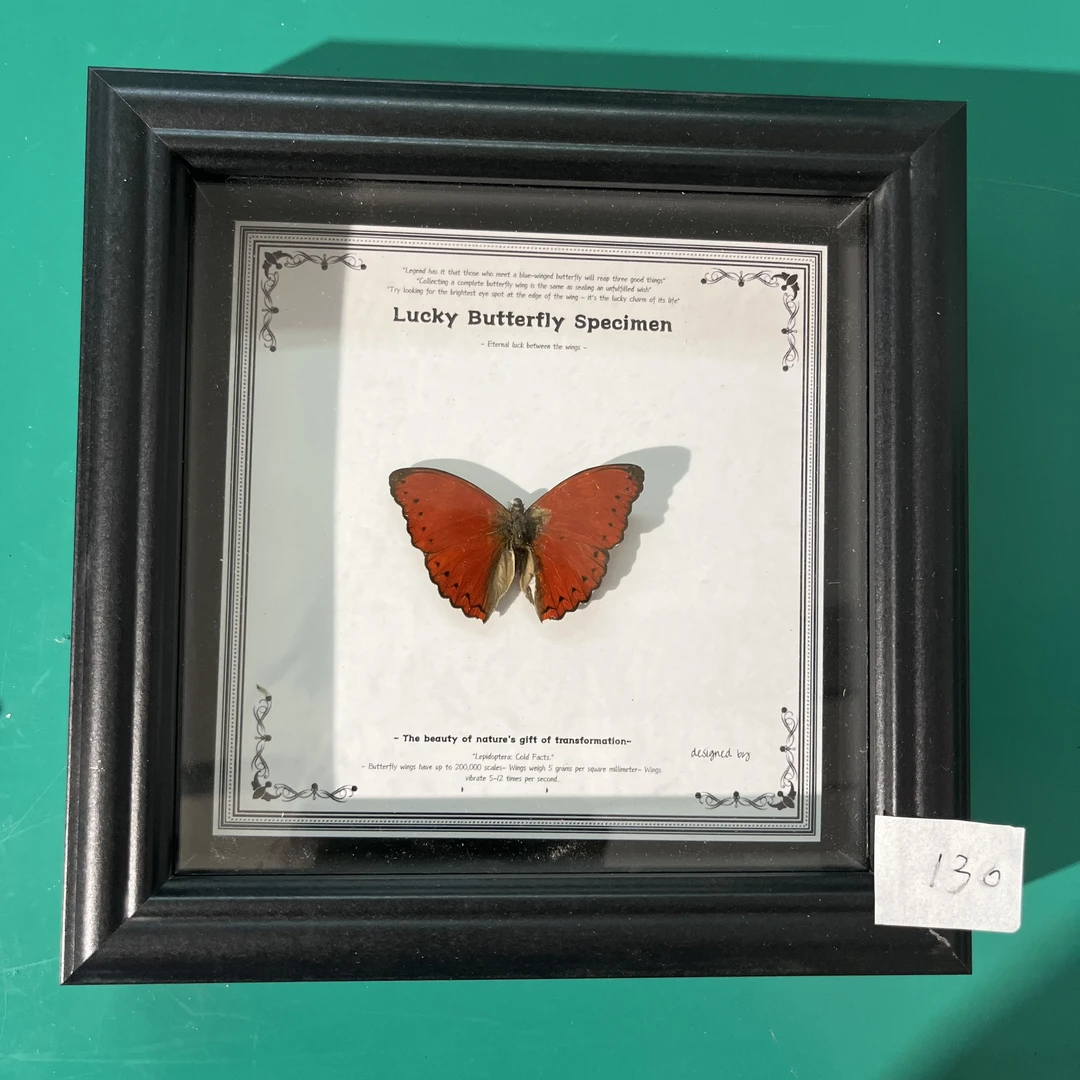 蝴蝶标本专拍130