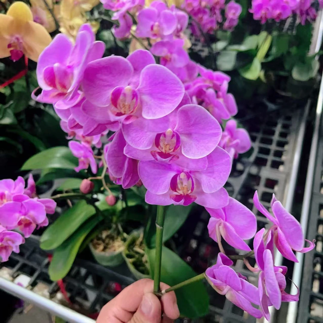 蝴蝶兰【桃红】单花剑 带花发货 室内花花 广州花卉源头基地