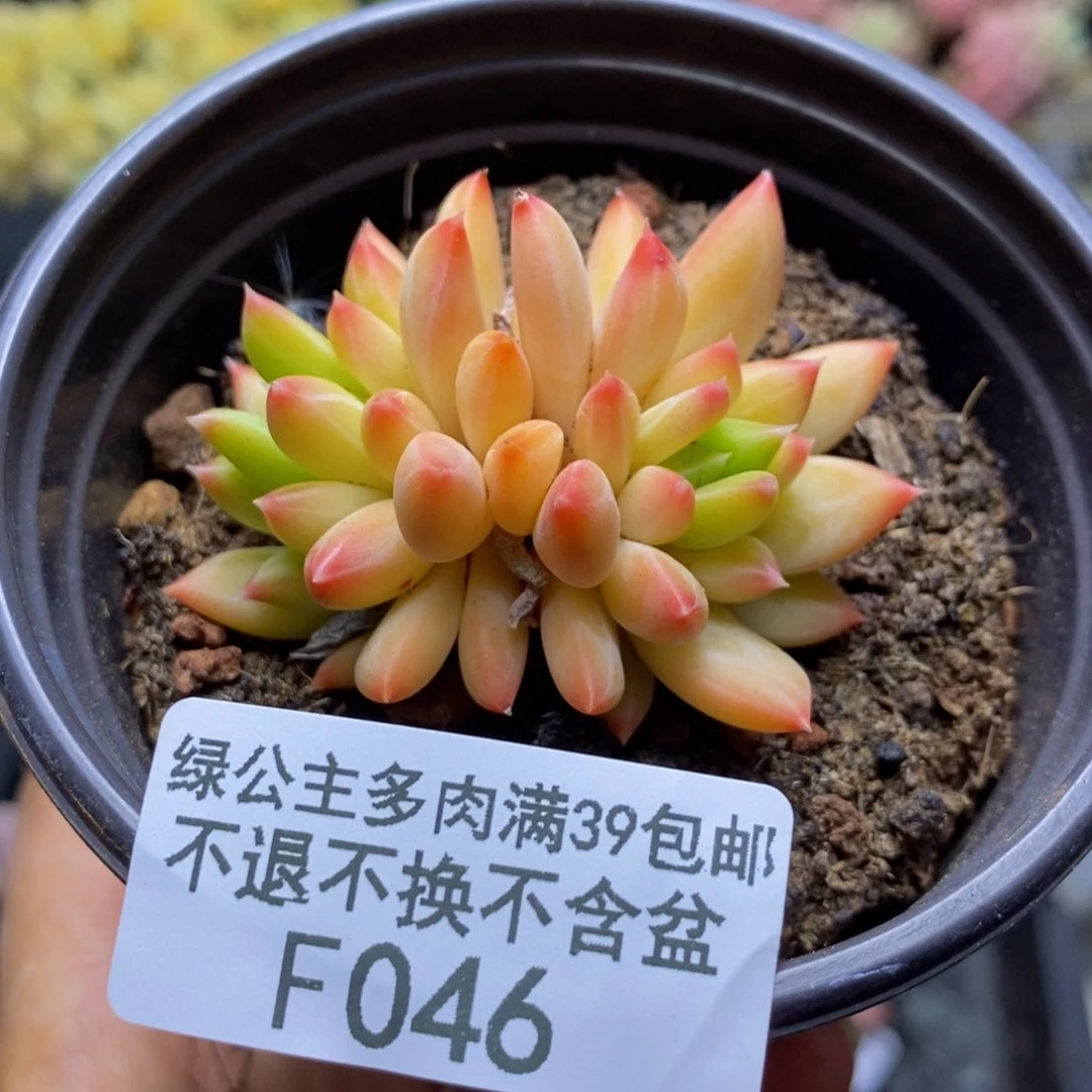 046甲骨文多肉5cm