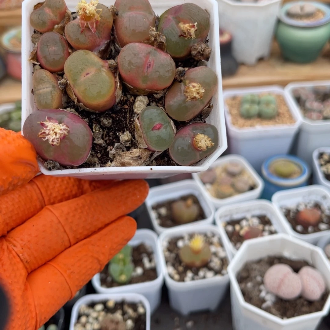 多肉植物一物一拍87