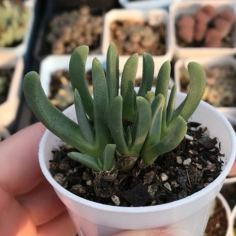 多肉肉锥 8头虾钳