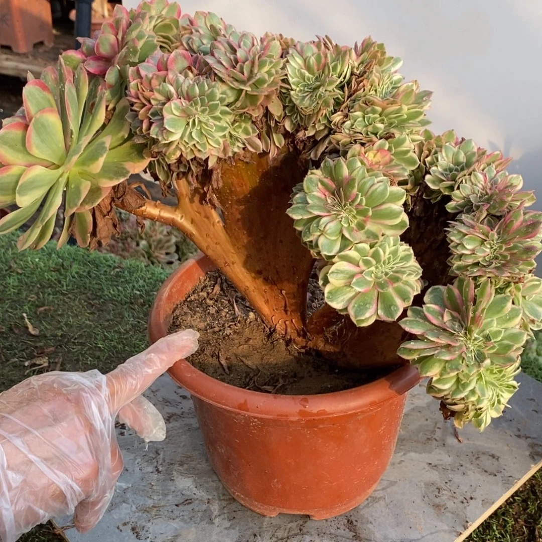 不开花植物6535号荔枝缀化1颗多肉
