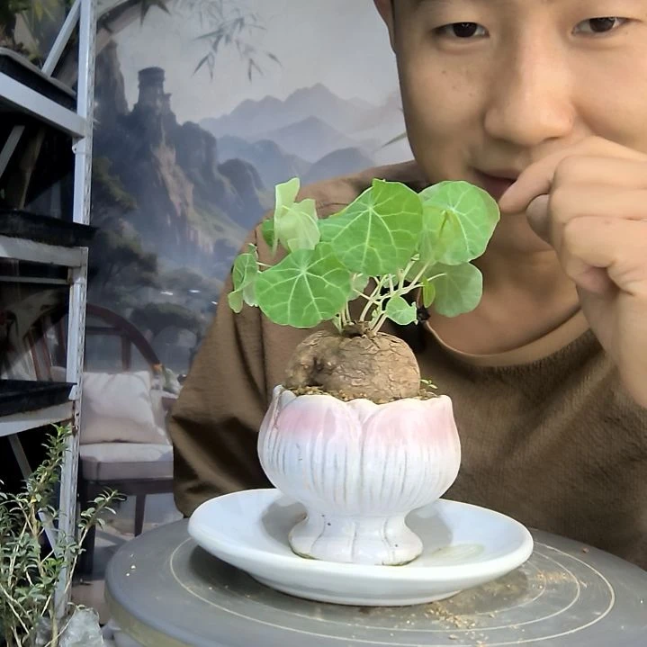 锦*中青园艺一物一拍176