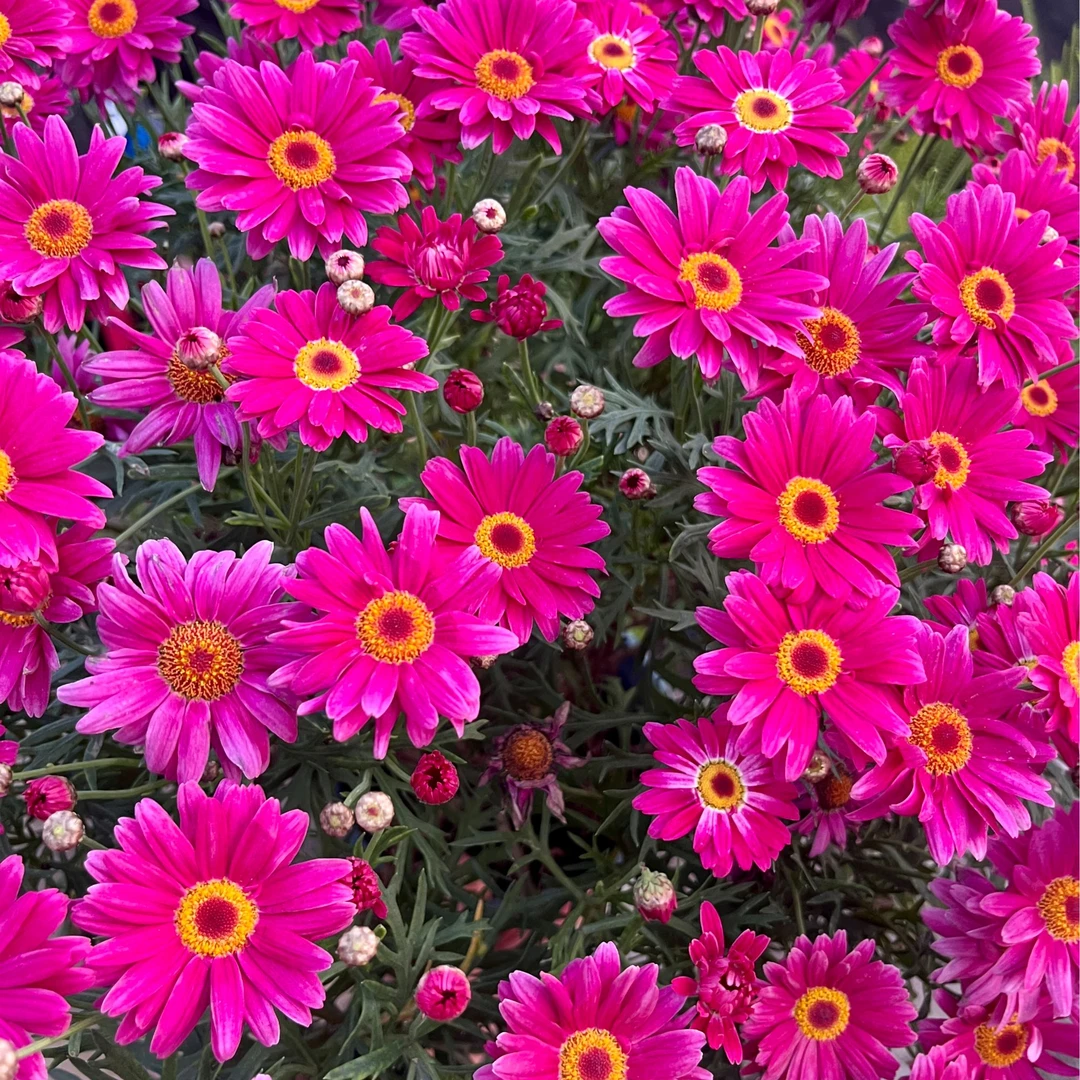 曼【格兰黛丝大眼睛】 花苞发货多年生植物庭院阳台爆花量大菊