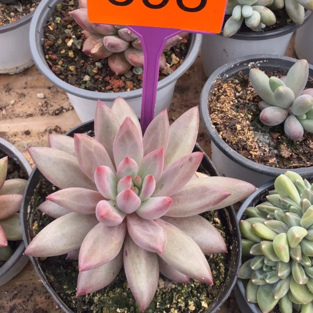 多肉植物虞美人398