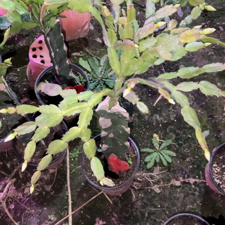 飞***风当前无花栽培后可以开花裙子360