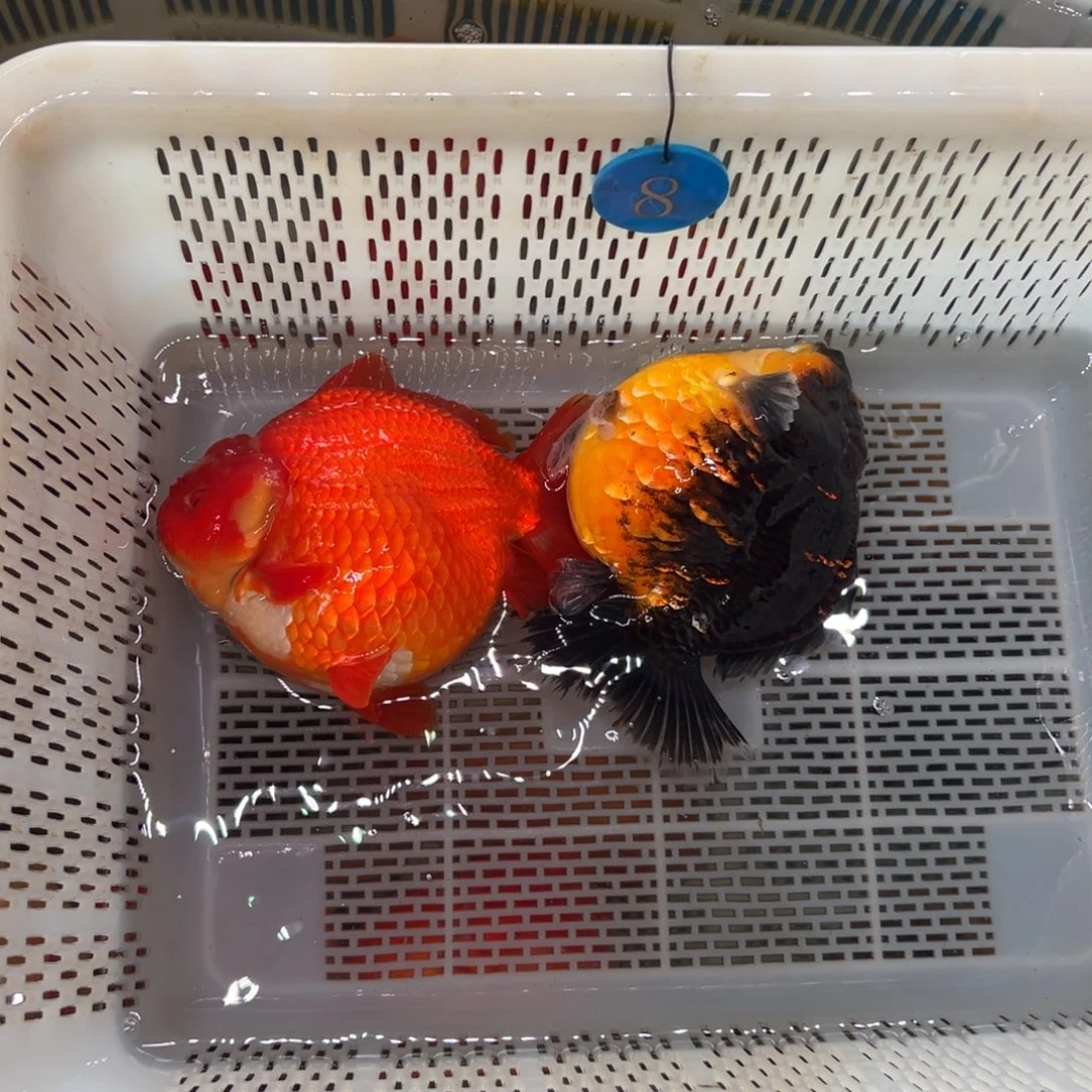 木***东金鱼你好吗我好想你