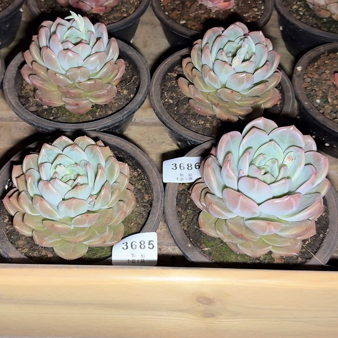 松***?3685 3686号Q橙香槟