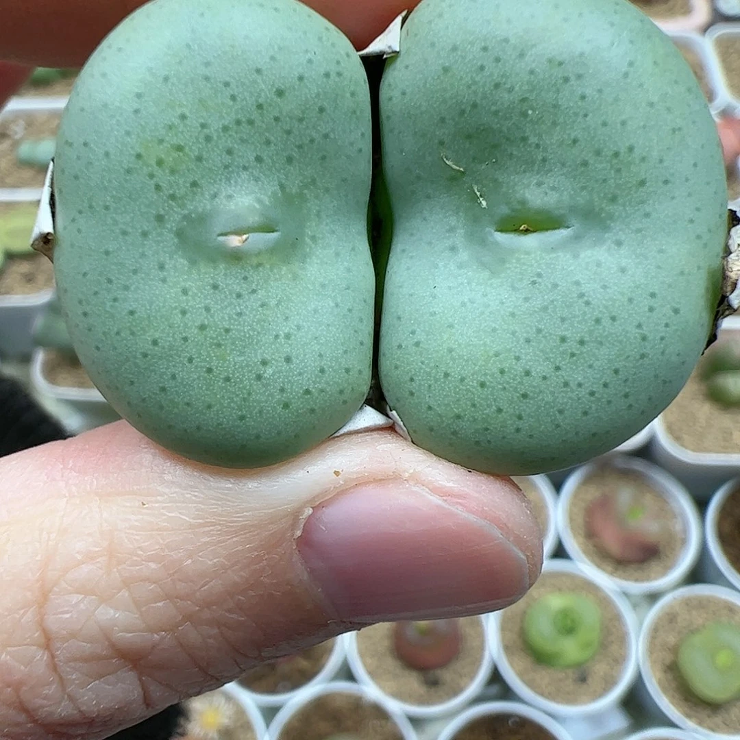 【闪购商品】99 嘟嘴大饼