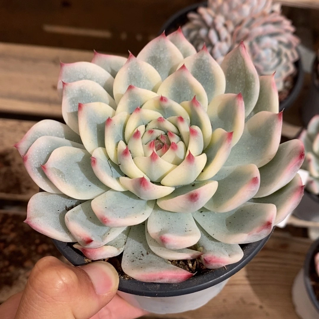 吉娃娃锦多肉植物8362