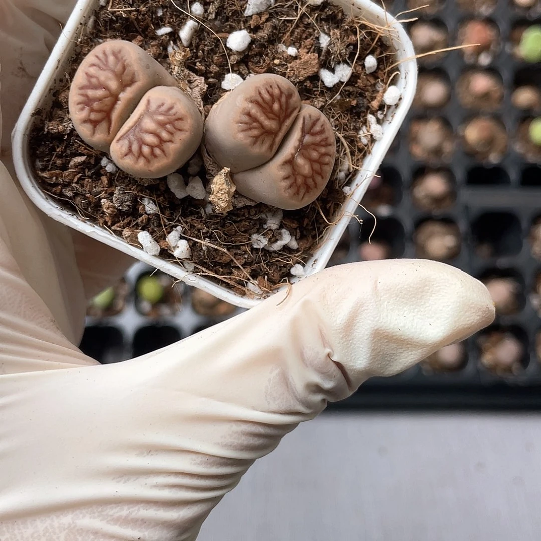 杠***精6986大棚清仓甩卖了