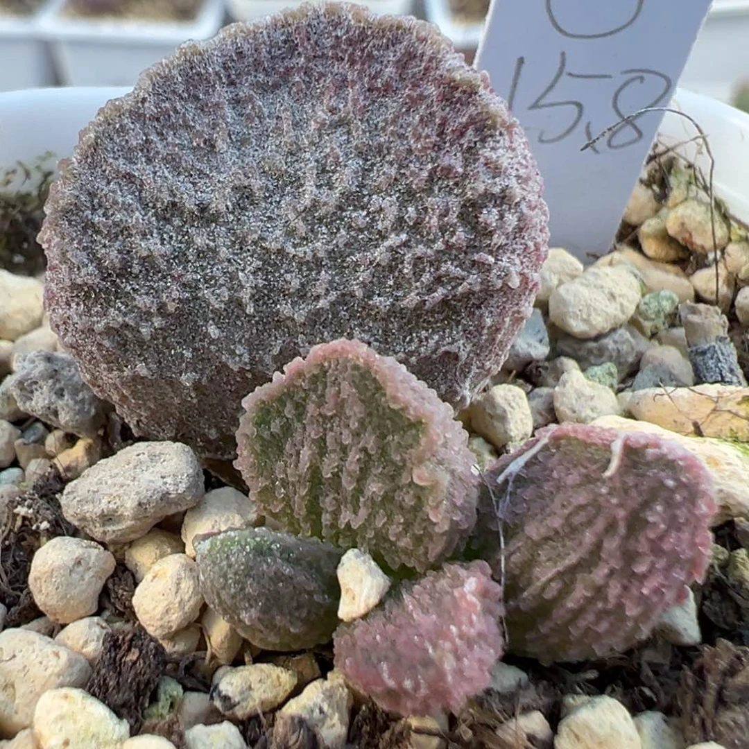 茶 紫色系银霜颗粒款实生