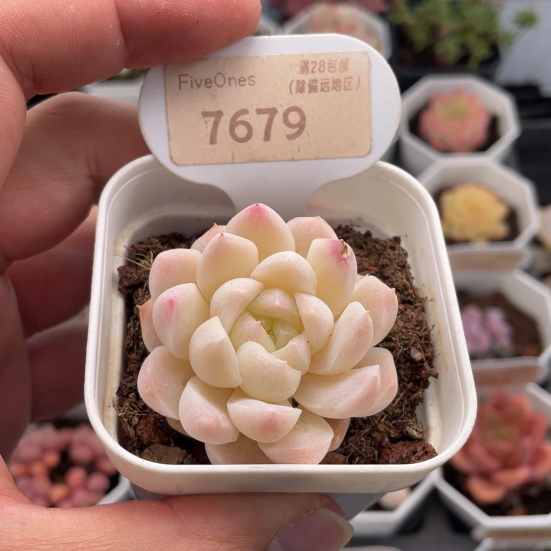 白桃汽水7679特4.5厘米
