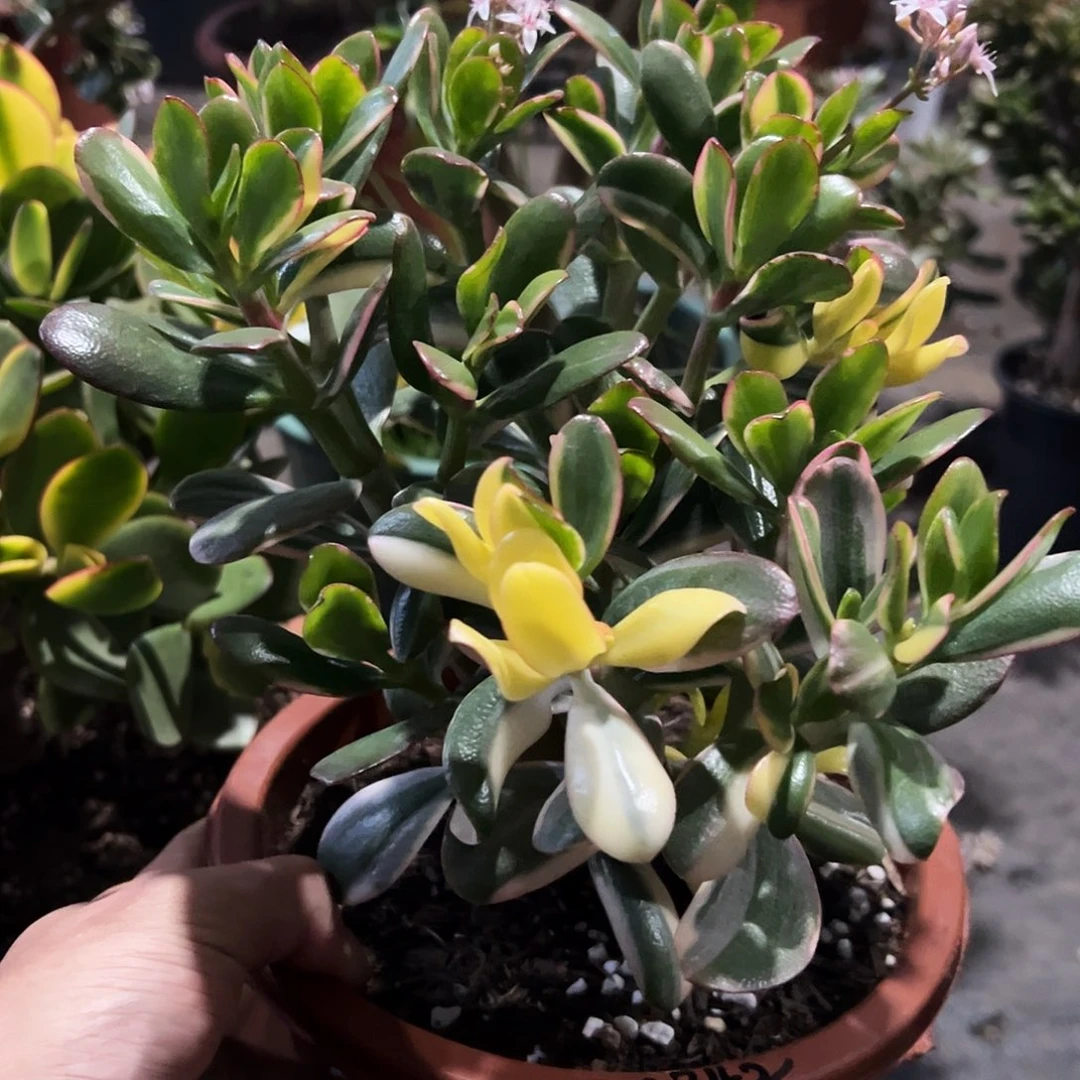 小***灰稀有三色花月白锦带盆发货2742