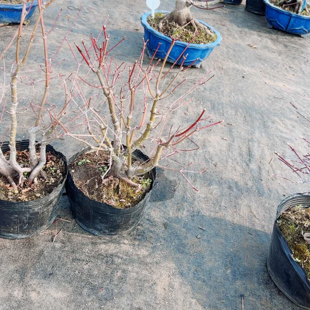 敌***友原生丛林山红叶