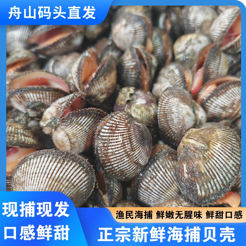 新鲜正宗海捕扇贝