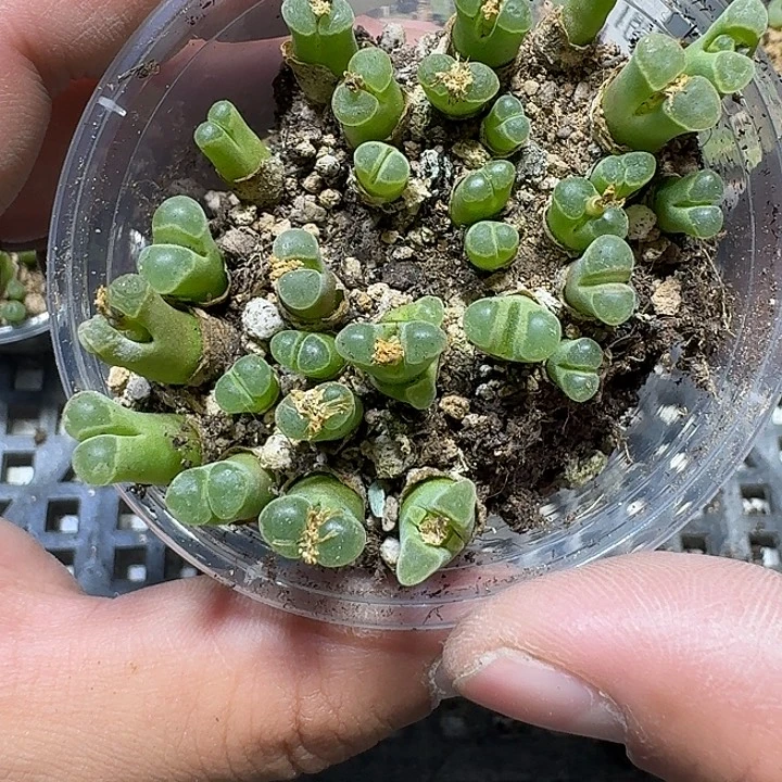 192 多肉植物多肉植物