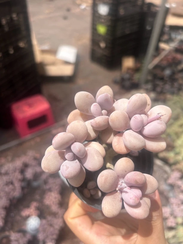 多肉 清货桃蛋 6-7厘米 不售后 建议勿拍轻微晒斑