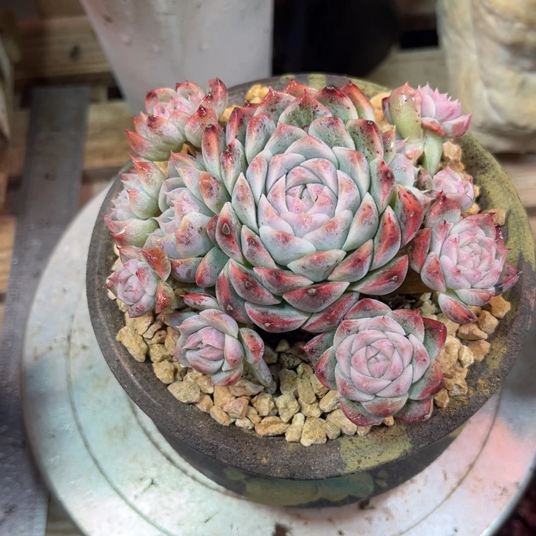 杂交多肉植物duhe