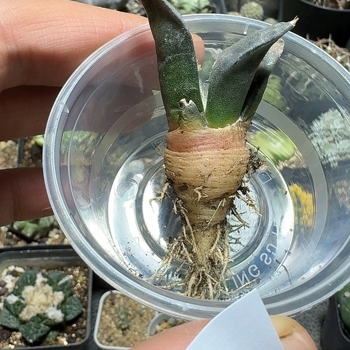 月***颖222岩牡丹实生脱土发货