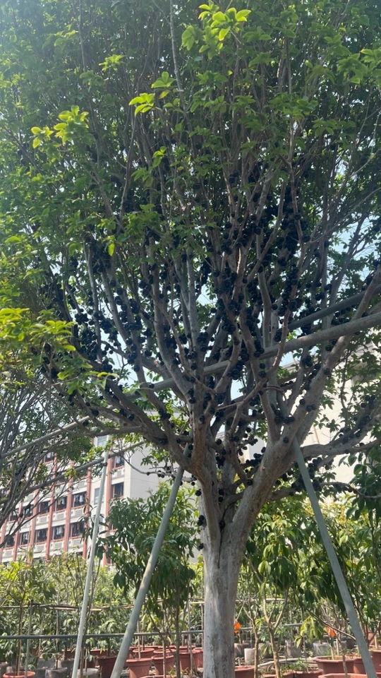 1️⃣文林苗木高端盆景原盆发货一物一拍链接紫薇树绿植嘉宝果树