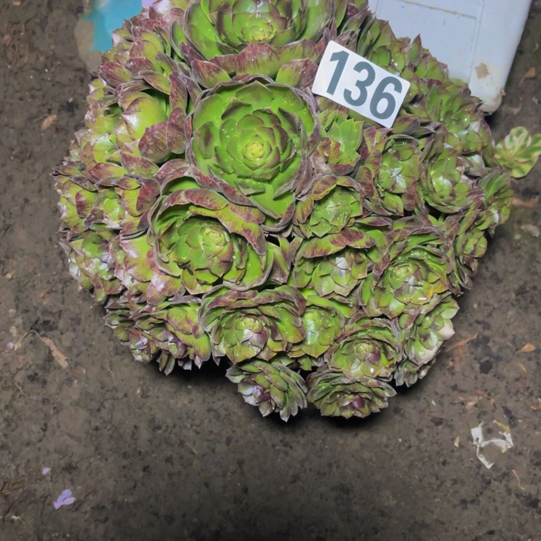 黑魔法师16////34包邮