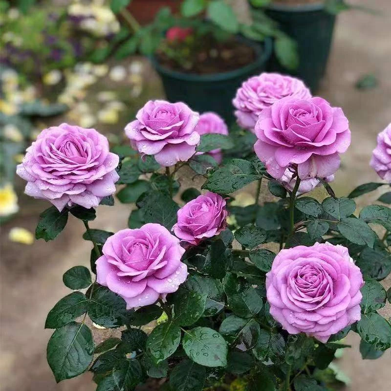 冥王星月季花苗盆栽阳台花卉观花植物多季开花紫色微月欧月