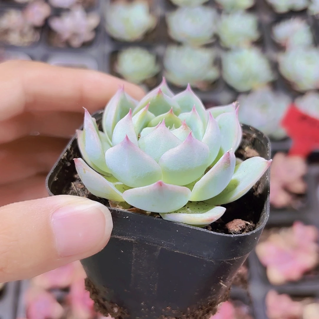 精品忘情水多肉植物