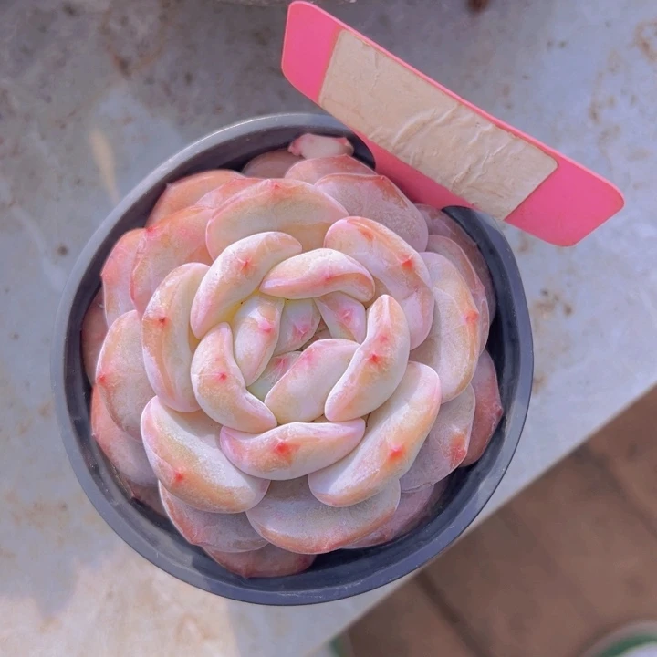 健健康康平平安安