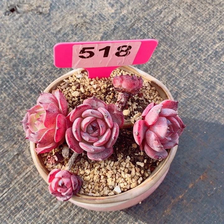 关*心老桩杆子有萎缩